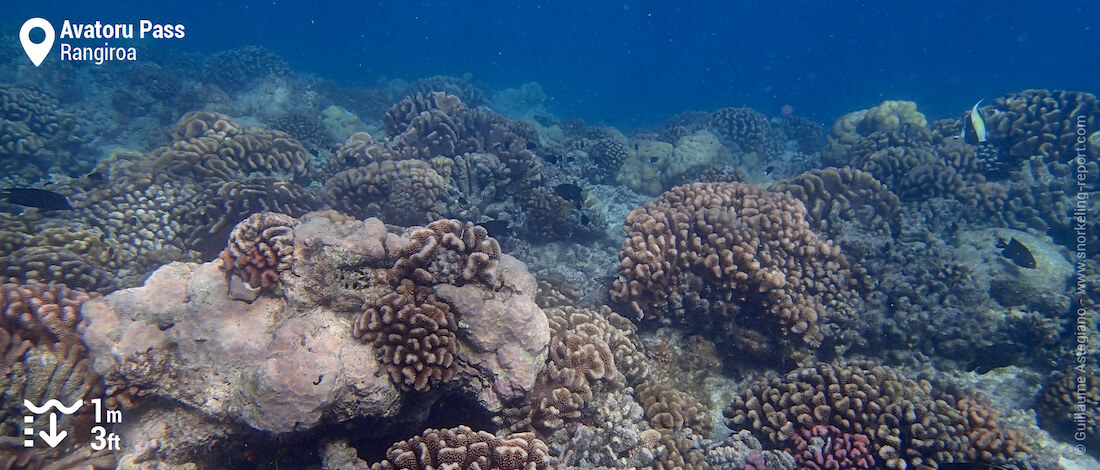 Coral in the Avatoru Pass