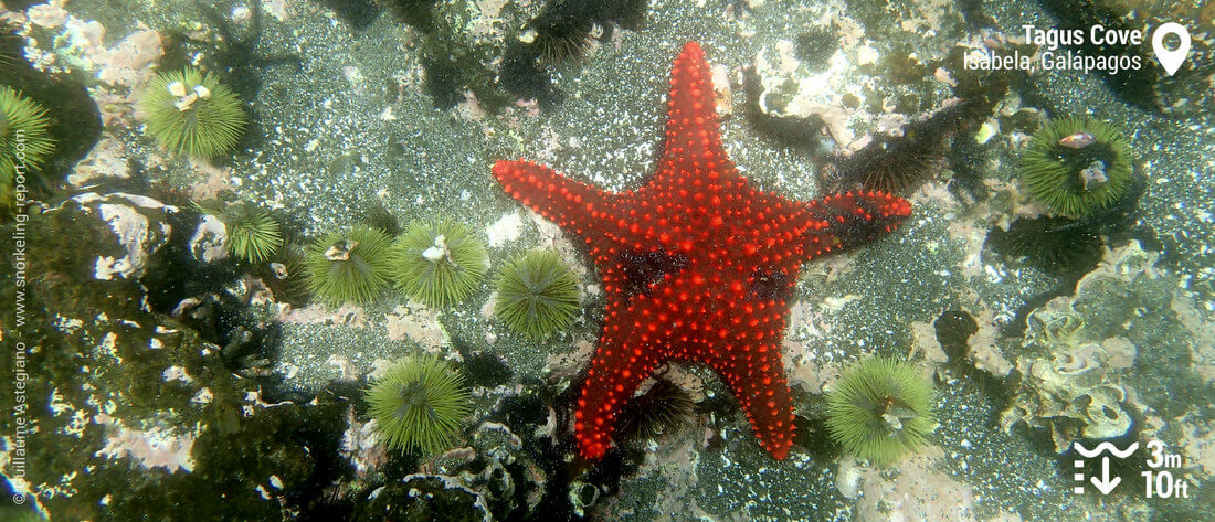 Cushion sea star and urchin at Tagus Cove, Galapagos