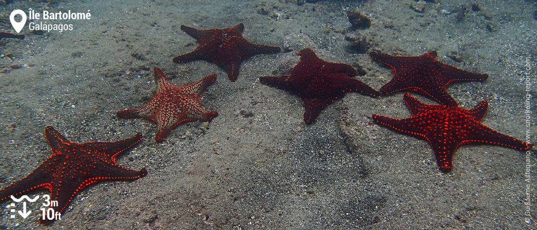 Etoiles de mer coussin à l'île Bartolomé