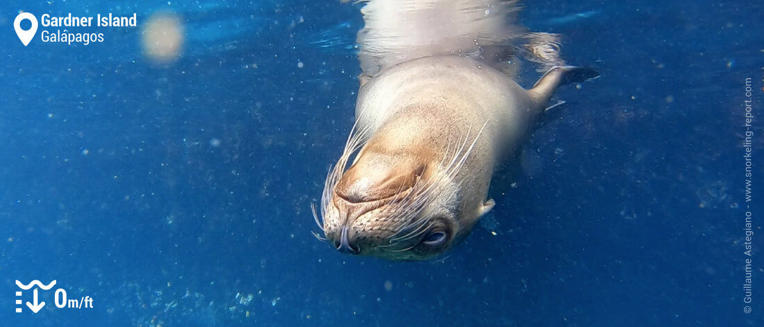 Snorkeling with sea lion in Gardner Island, Galapagos