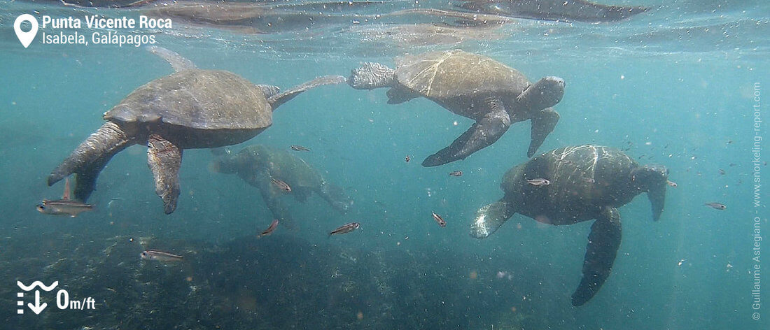 Galapagos sea turtle at Vicente Roca Point