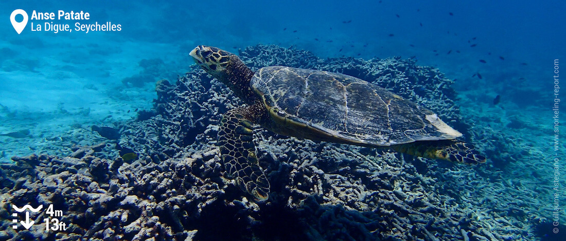 Hawksbill sea turtle at Anse Patate