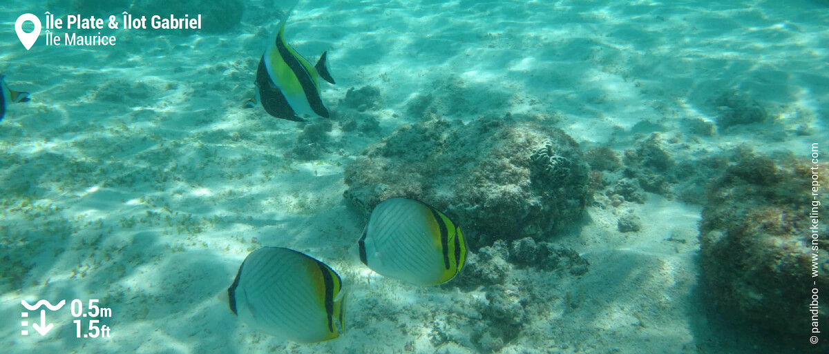 Idoles des Maures et poissons-papillons vagabonds