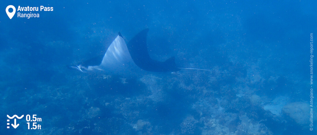 Manta ray in the Avatoru Pass