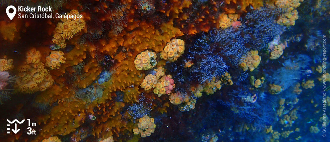 Orange cup coral al Kicker Rock, Galapagos snorkeling