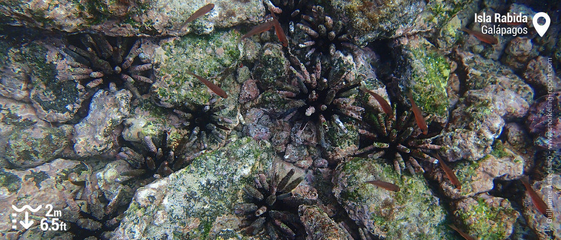 Oursins crayon à l'île Rabida, Galapagos