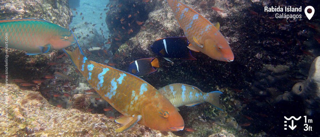 Angelfish and parrotfish in Rabida Island, Galapagos