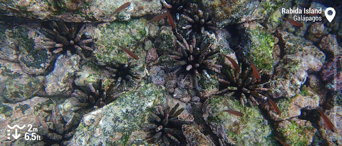 Pencil sea urchin in Rabida Island, Galapagos