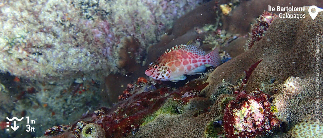 Poisson-épervier à l'île Bartolomé