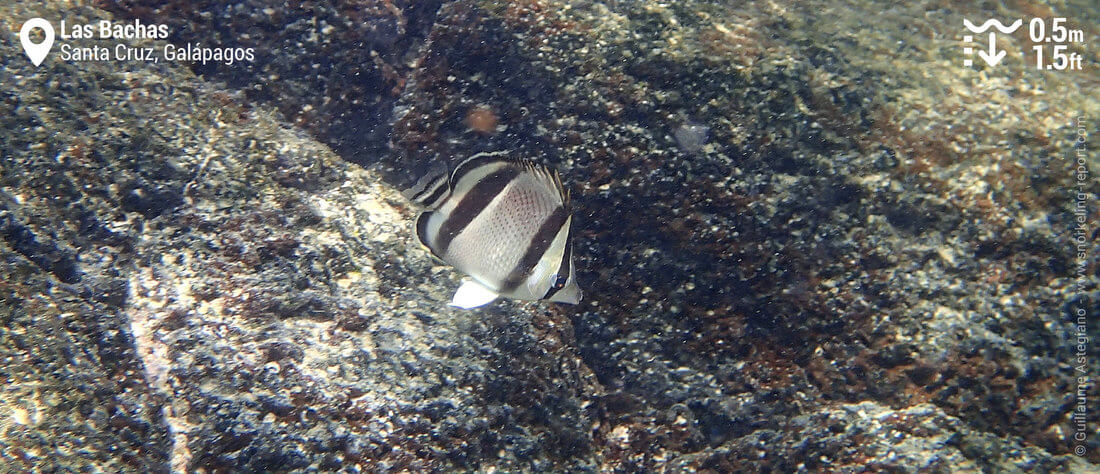 Poisson-papillon à trois bandes à Las Bachas, Galapagos