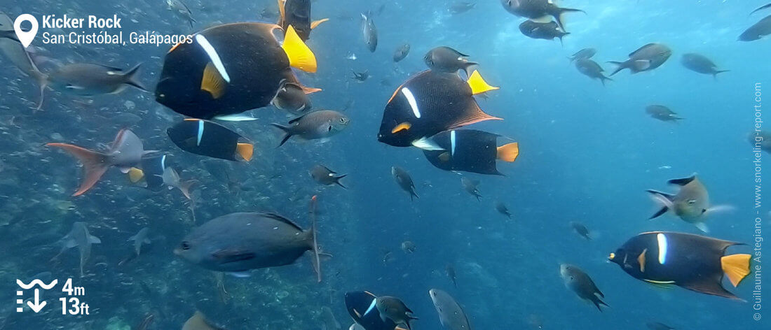 Poissons-anges à Kicker Rock, Galapagos