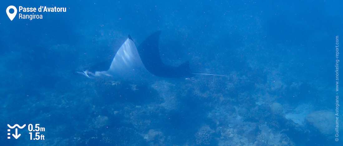 Raie manta dans la passe d'Avatoru