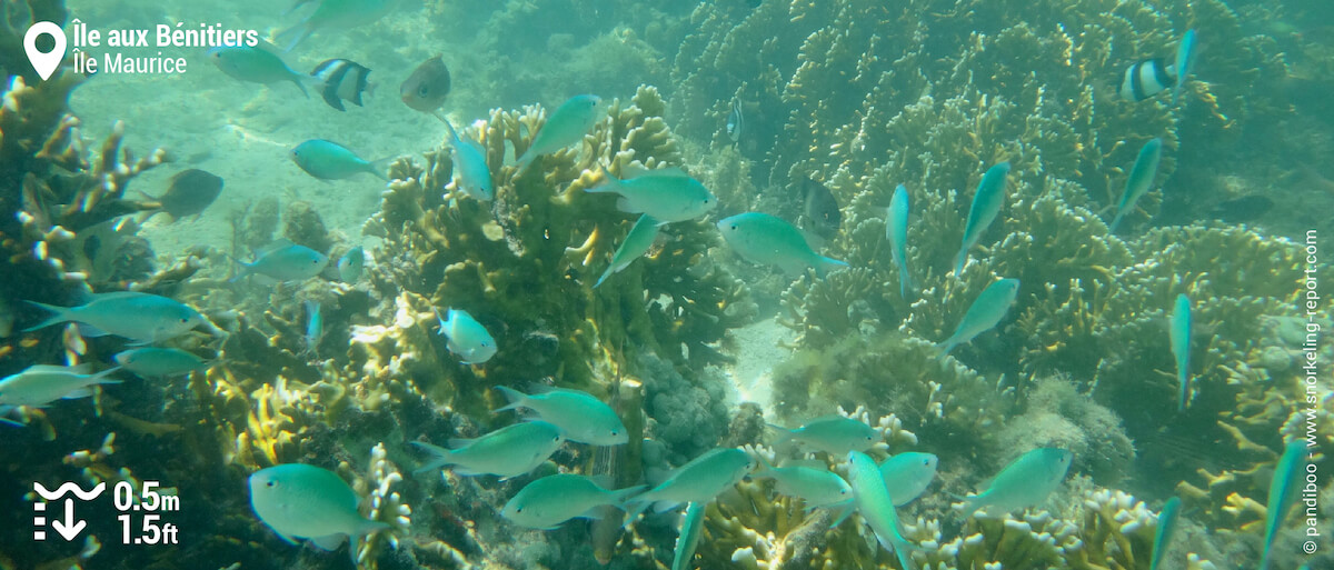 Récif corallien et chromis bleu-vert