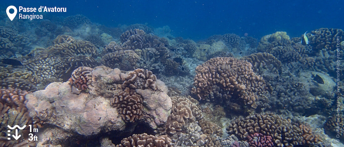 Récif corallien dans la passe d'Avatoru