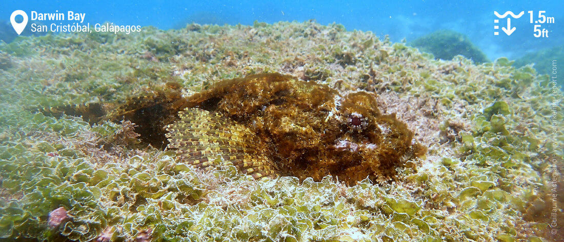 Scorpionfish in Darwin Bay, San Cristobal snorkeling