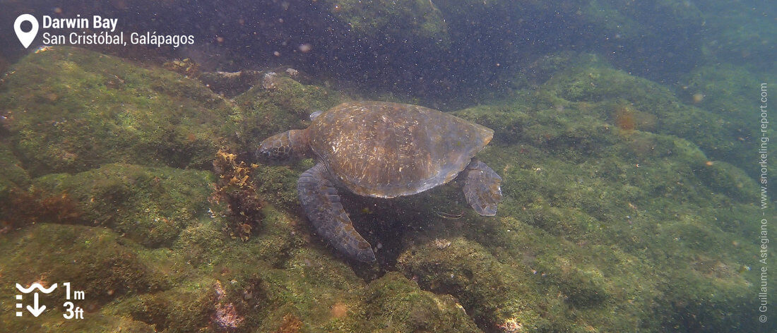 Sea turtle in Darwin Bay, San Cristobal snorkeling