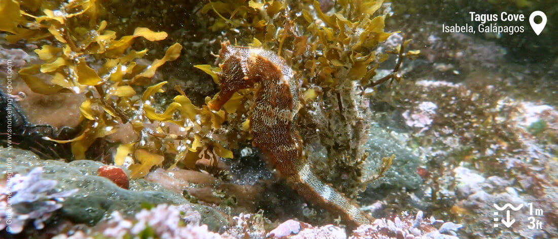 Pacific seahorse at Tagus Cove, Galapagos
