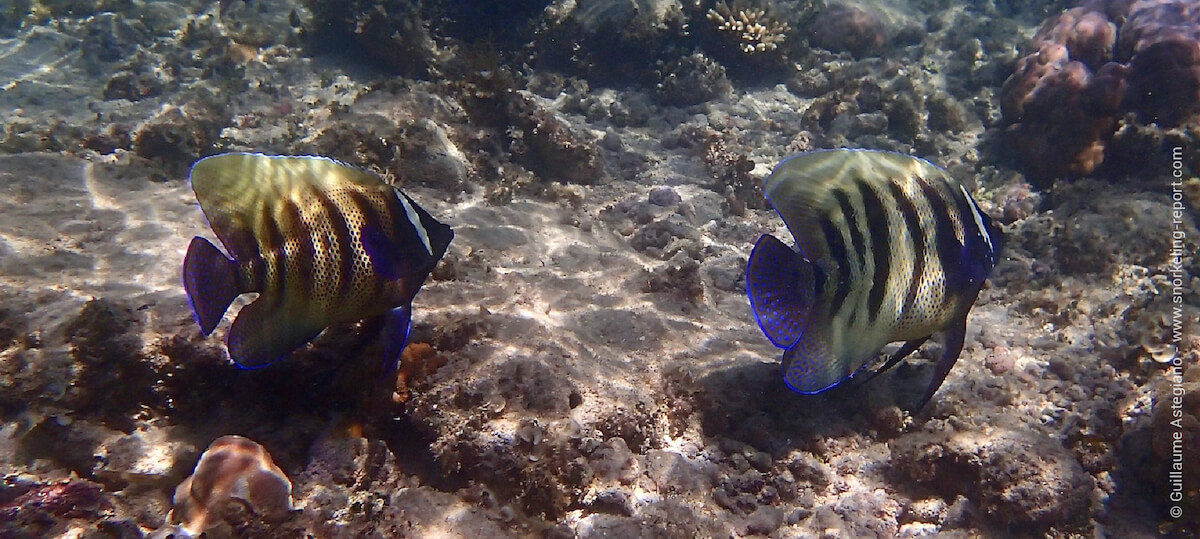 Sixbar angelfish at Green Island