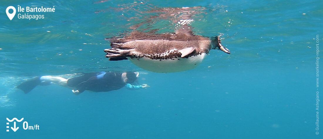 Snorkeling avec des manchots des Galapagos à l'île Bartolomé