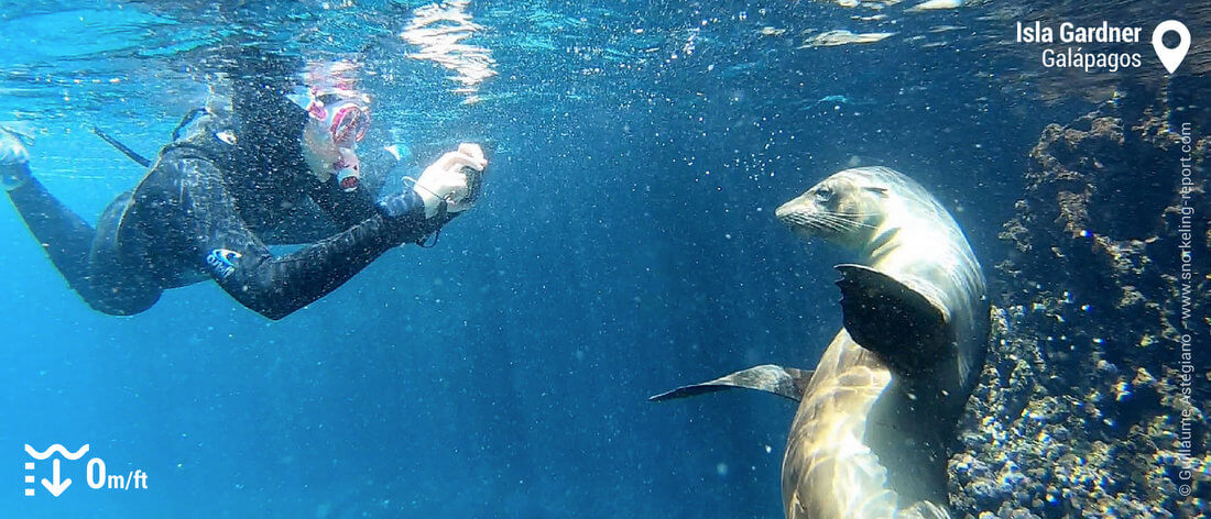 Snorkeling avec des otaries des Galapagos à Isla Gardner