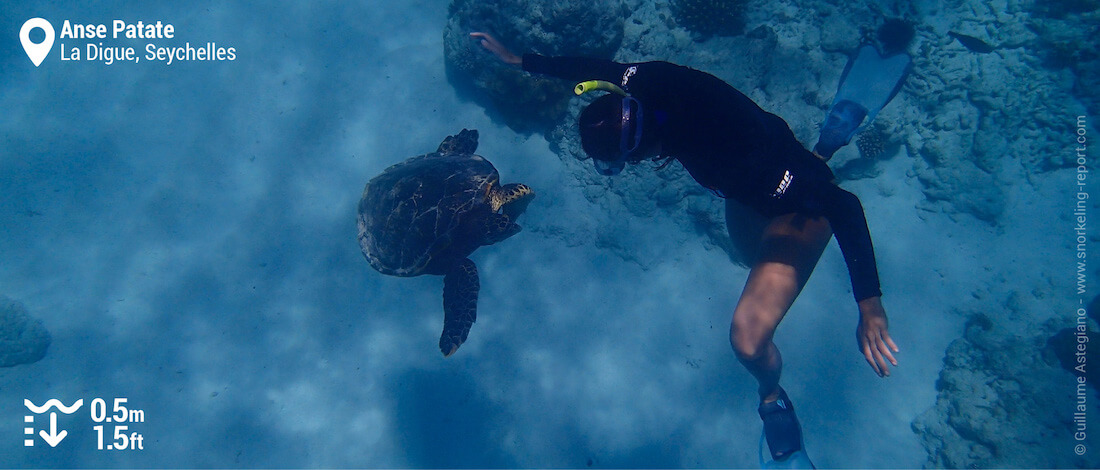 Snorkeling avec une tortue imbriquée à l'Anse Patate