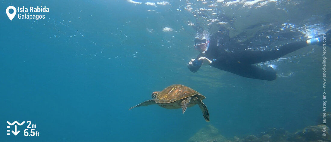 Snorkeling avec des tortues à l'île Rabida, Galapagos