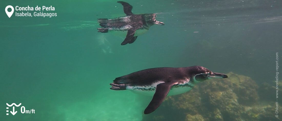 Snorkeling with Galapagos penguin at Concha de Perla