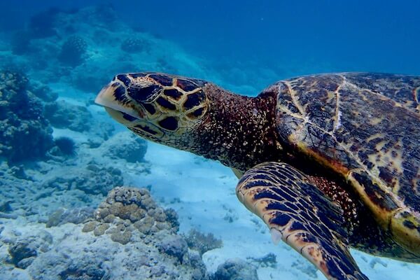 snorkeling-hawksbill