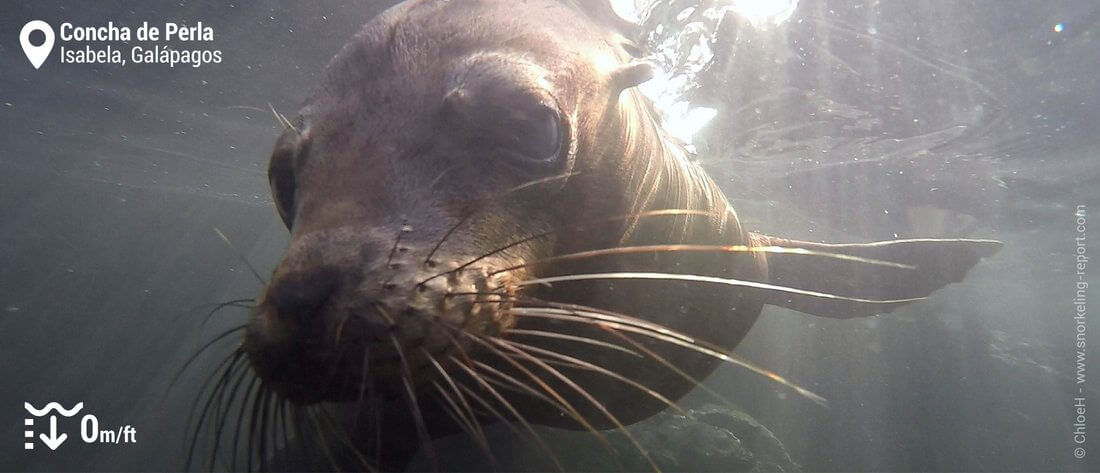 Snorkeling avec des otaries des Galapagos à Concha de Perla