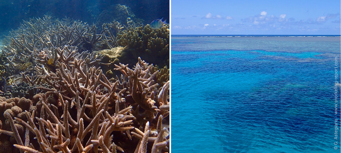 Snorkeling the Outer Reef of the Great Barrier