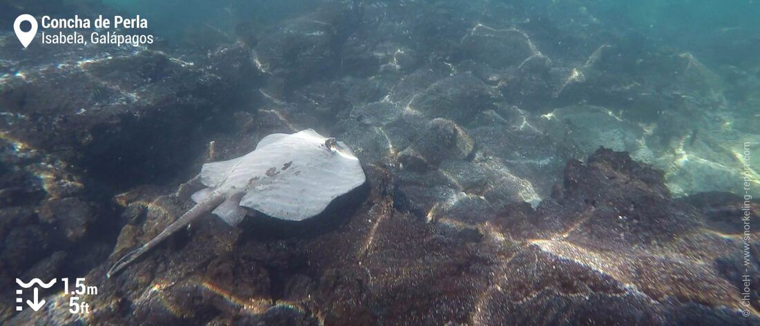 Raie pastenague à Concha de Perla, Galapagos