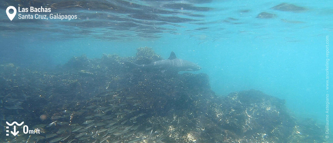 Requin à Las Bachas, Galapagos