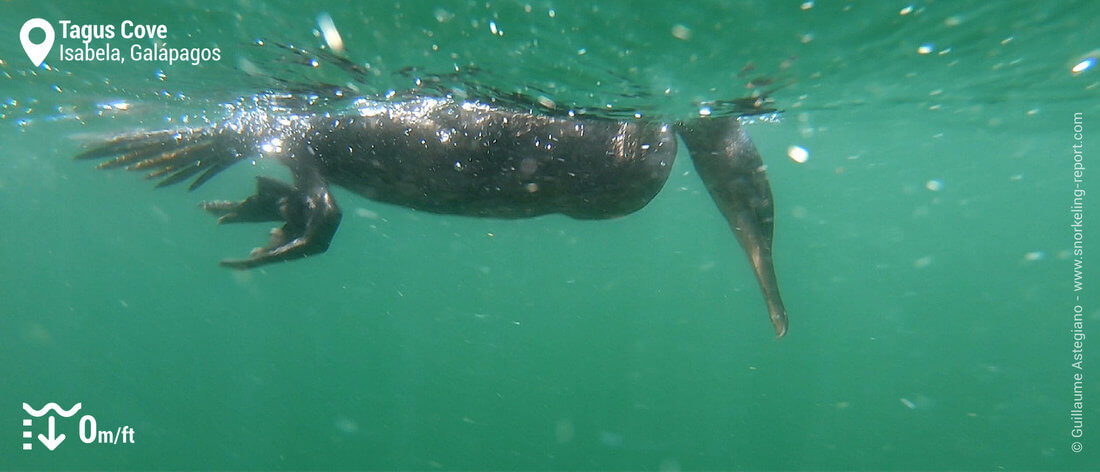Snorkeling with flightless cormorant at Tagus Cove, Galapagos