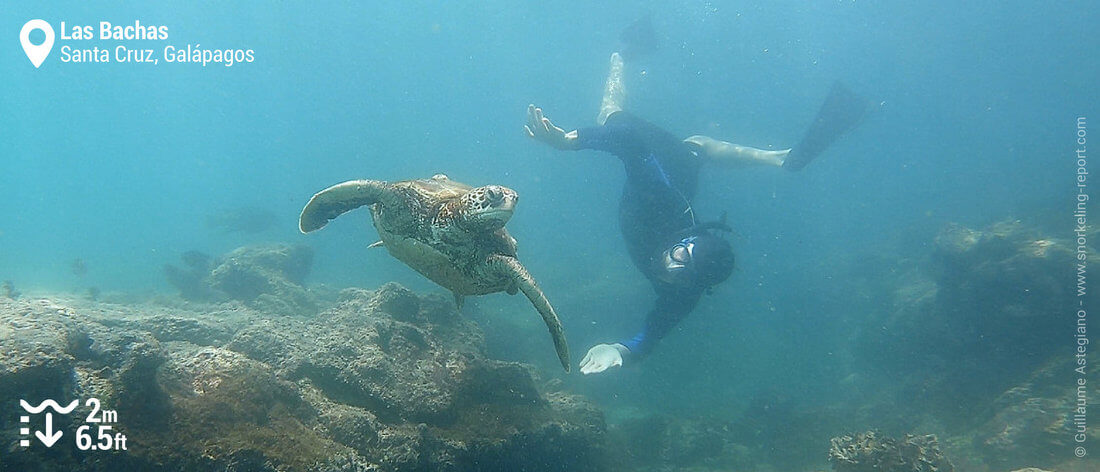 Snorkeling with sea turtle in Las Bachas, Galapagos