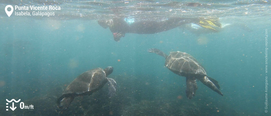 Snorkeling with sea turtles at Vicente Roca Point, Galapagos