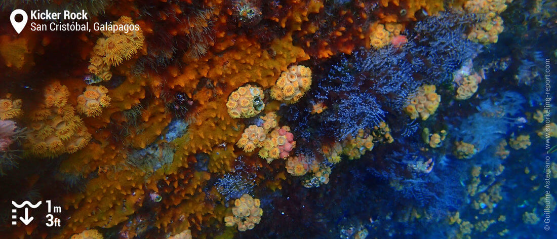 Tubastrées oranges à Kicker Rock, Galapagos