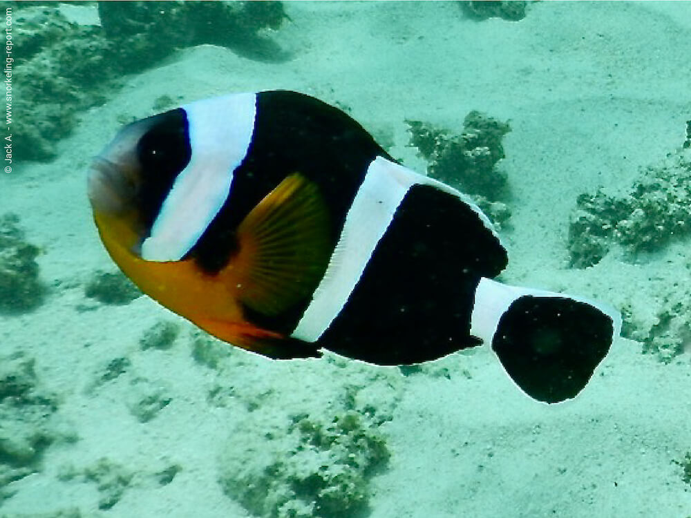 Amphiprion chrysogaster