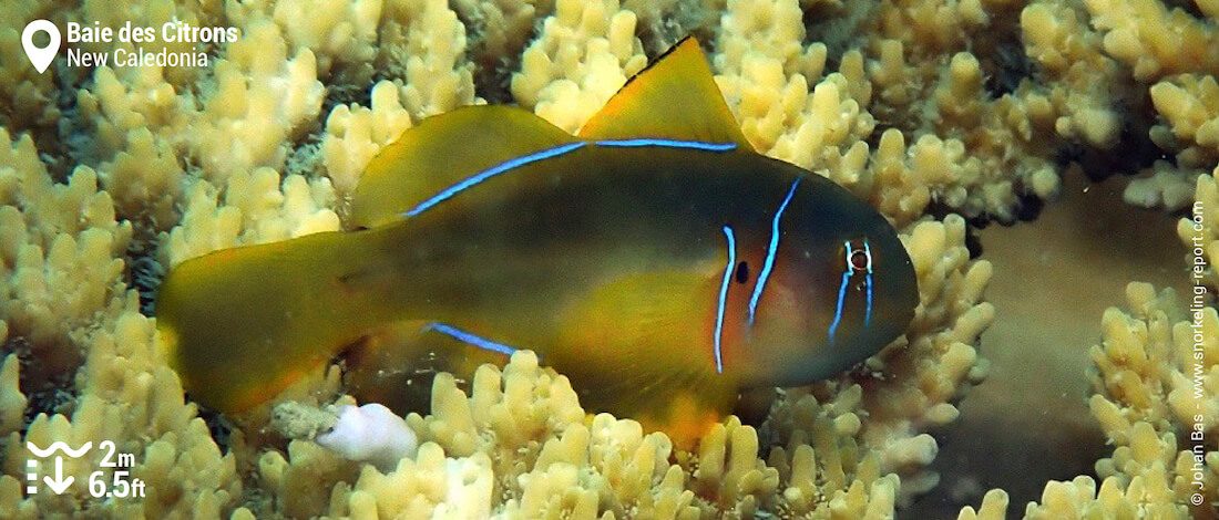 Poison goby in Baie des Citrons, Noumea