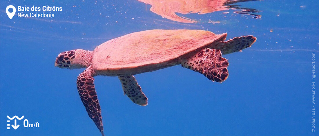 Hawksbill sea turtle in Lemons Bay, New Caledonia