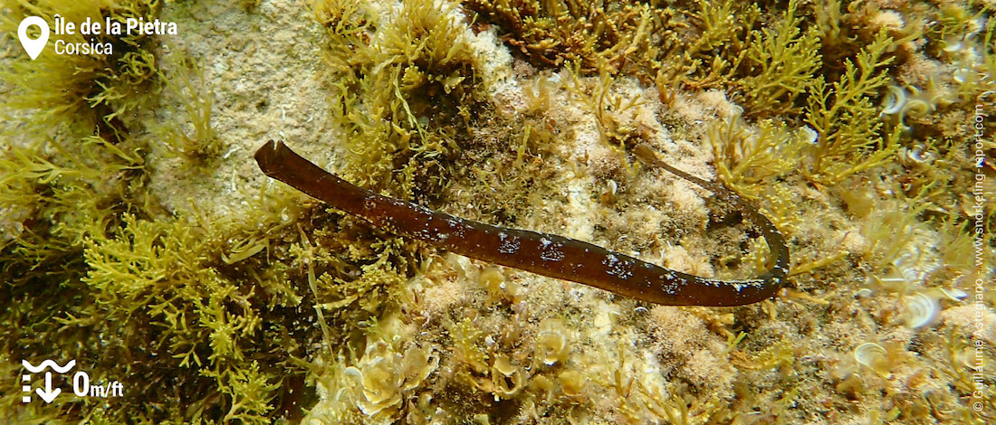 Broadnosed pipefish at Ile de la Pietra