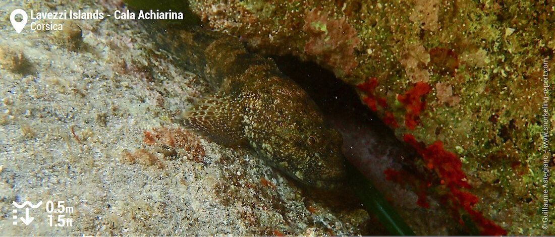 Bullhead at Cala Achiarina