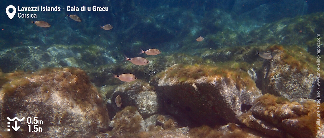 School of saddled seabream at Cala di u Grecu