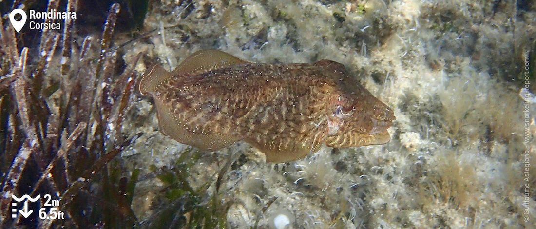 Cuttlefish at Rondinara