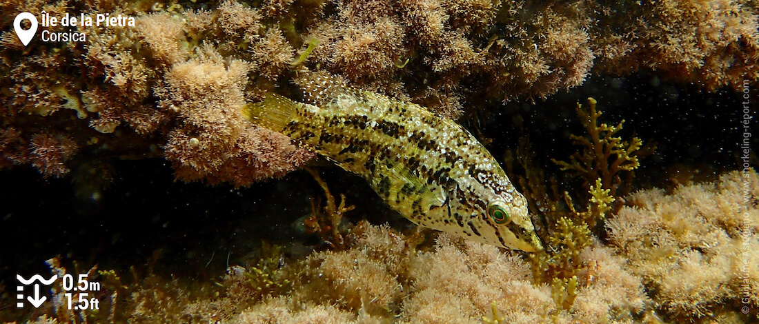 Five-spotted wrasse at Ile de la Pietra