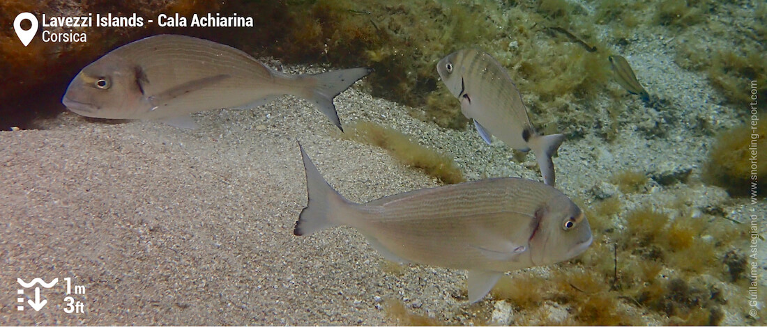 Gilt head bream at Cala Achiarina