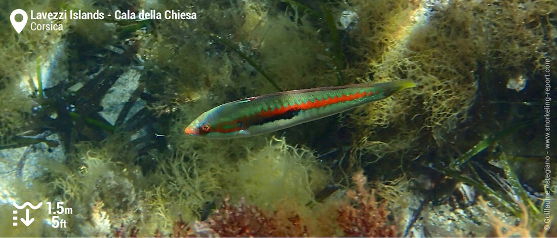 Mediterranean rainbow wrasse at Cala della Chiesa