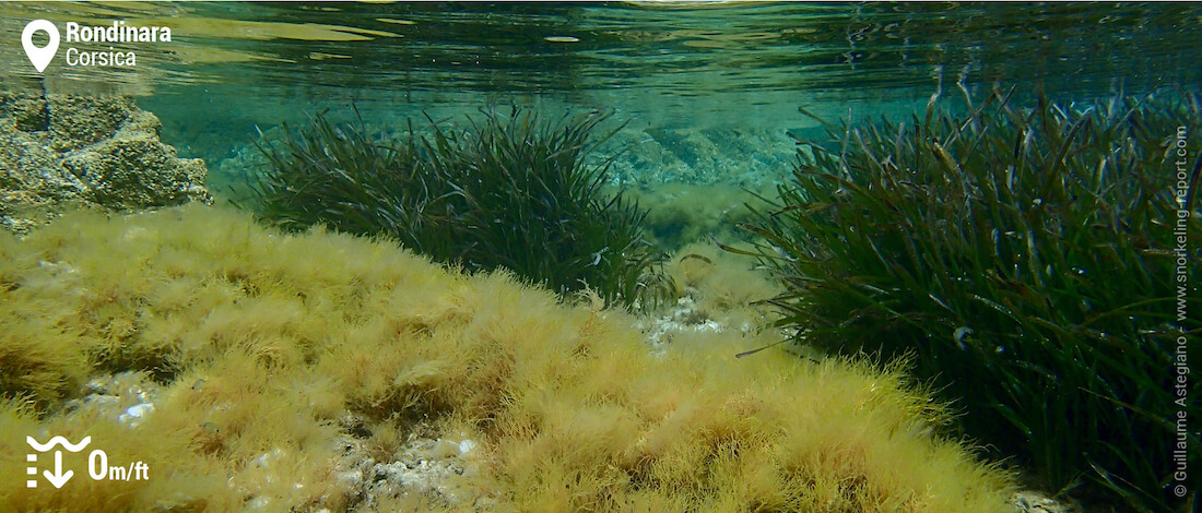 Neptune grass beds at Rondinara
