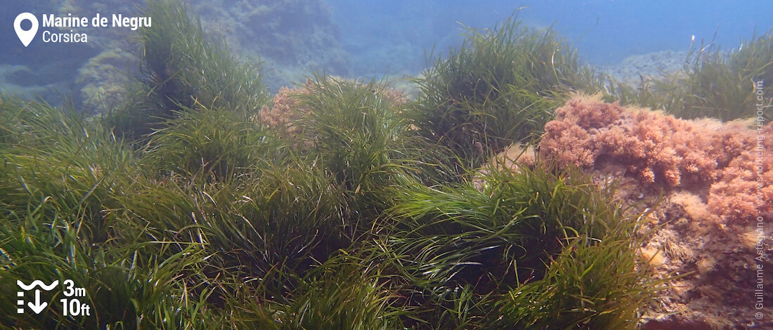 Neptune grass beds snorkeling Marine de Negru