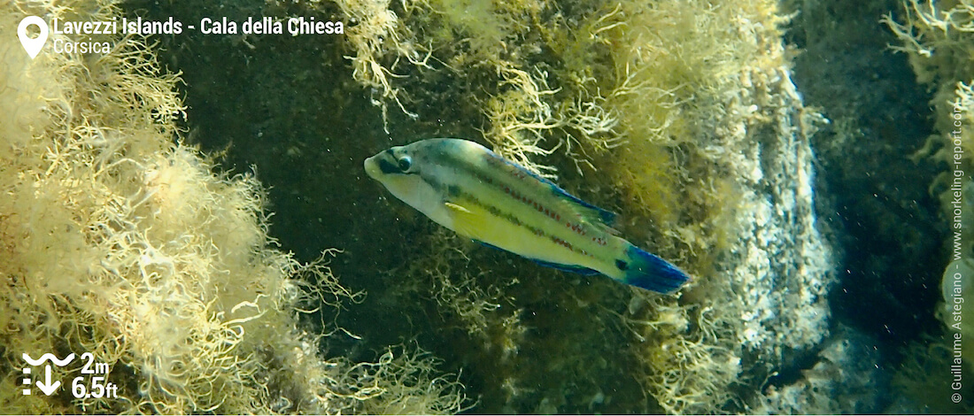 Peacock wrasse at Cala della Chiesa