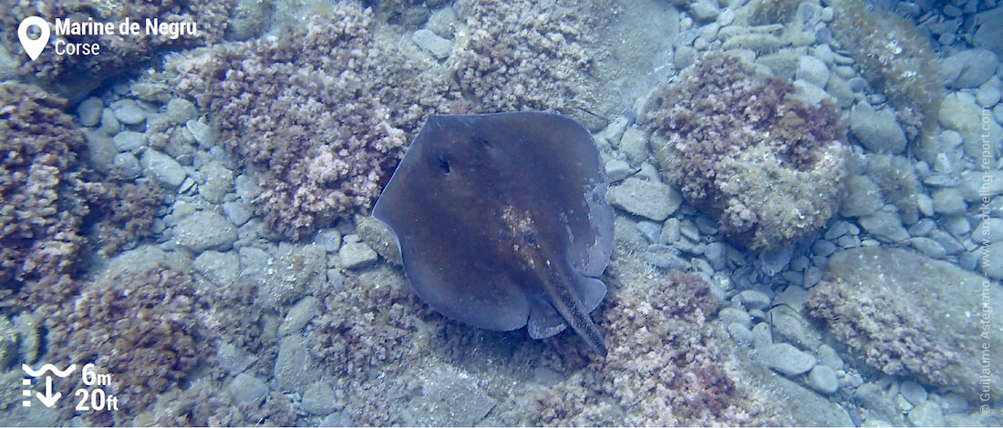 Snorkeling avec une raie pastenague à la Marine de Negru, Cap Corse